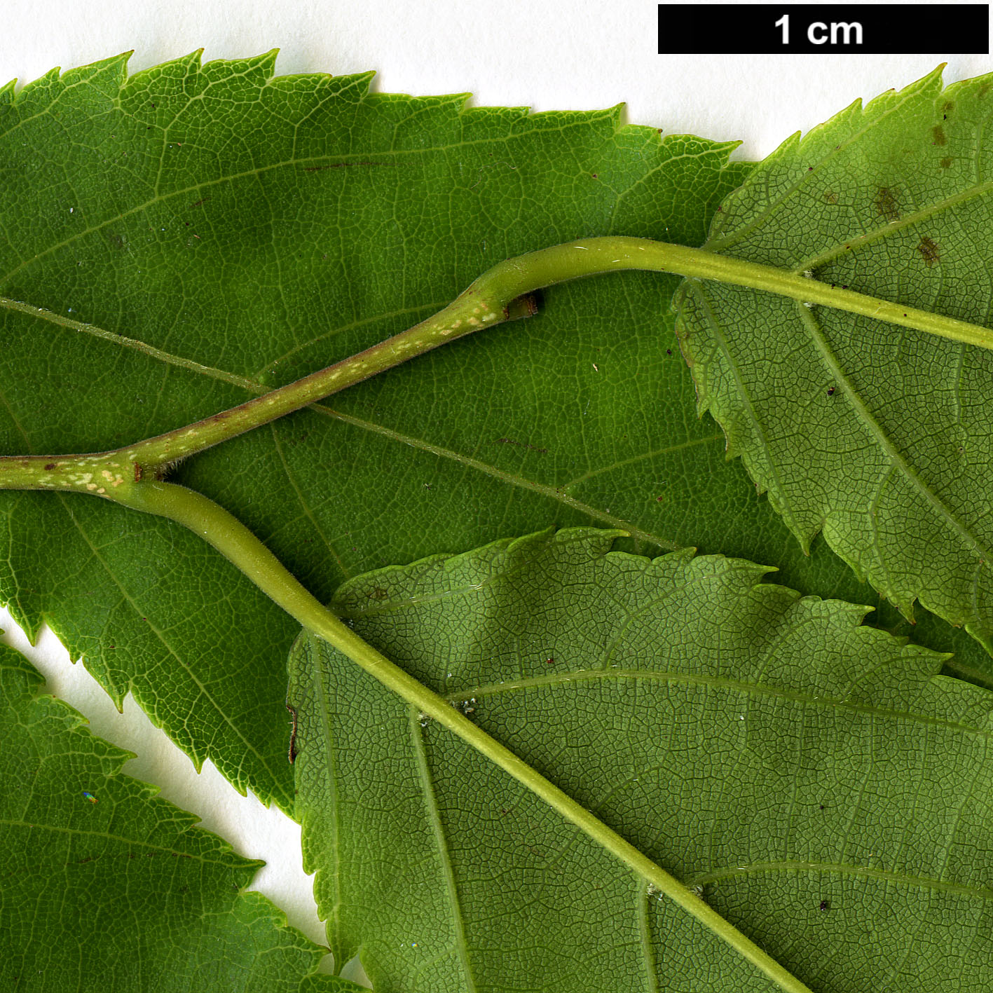 High resolution image: Family: Betulaceae - Genus: Carpinus - Taxon: londoniana